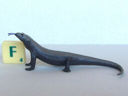 Komodo dragon