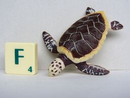 Loggerhead turtle