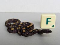 KM bulk reptiles2 rainbowboa.jpg