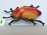 Jewel Beetle