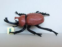 Rhinoceros Beetle