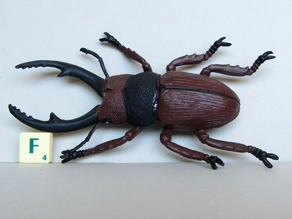 KM polybag insects stagbeetle.jpg