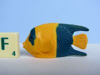 Bicolor Angelfish