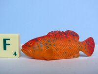 Coral Grouper