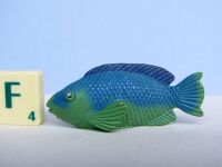 Parrotfish