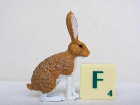 Whitesided jackrabbit Toy Animal Wiki