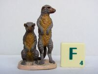 Meerkats