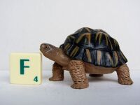 Radiated Tortoise