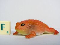 Tomato Frog