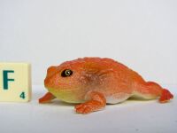 KM tube madagascar tomatofrog.jpg