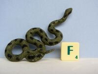 KM tube river anaconda.jpg