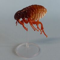 Kaiyodo cQM Human Flea Pulex irritans