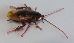 Kaiyodo cQM Smokybrown Cockroach "Periplaneta fuliginosa"