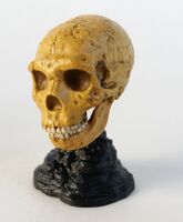 Kaiyodo Great Leaps Homo neanderthalensis skull