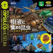 Insects Gather to Sap - Night Feast of Midsummer