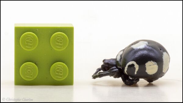 Kaiyodo CapsuleQ Japanese spiders Cyrtarachne yunoharuensis black 1.jpg