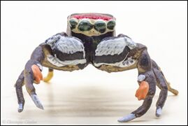 Kaiyodo CapsuleQ Japanese spiders Marpissa pulla 2.jpg