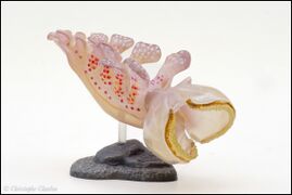 Kaiyodo ChocoQ Animatales 9 Melibe japonica