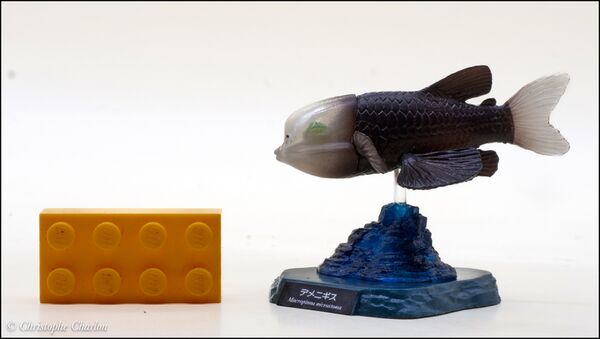 Kaiyodo Deep sea creatures n°2 Macropinna microstoma 1.jpg
