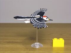 Furuta Great spotted woodpecker