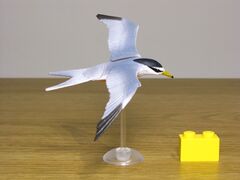 Furuta Little tern