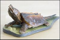 Alligator snapping turtle