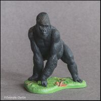 Western lowland gorilla