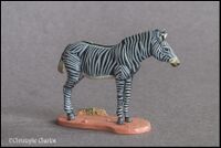 Grevy's Zebra