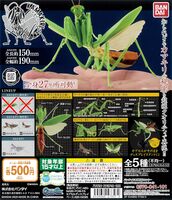 Japanese giant mantis