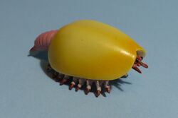 Canadaspis