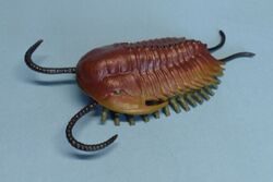 Olenoides