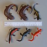 Nature Technicolor Newts and Salamanders