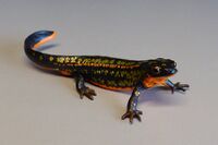 Nature Technicolour Sword-tail newt (magnet)