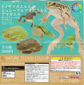 Nature Technicolor Black-spotted Frog & Schlegel's Tree Frog & Tree Frogs