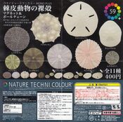 Nature Technicolor Sea Urchins