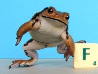 Nature Technicolor Japanese Toad