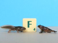 Nature Technicolor Japanese Toad tadpole with four legs