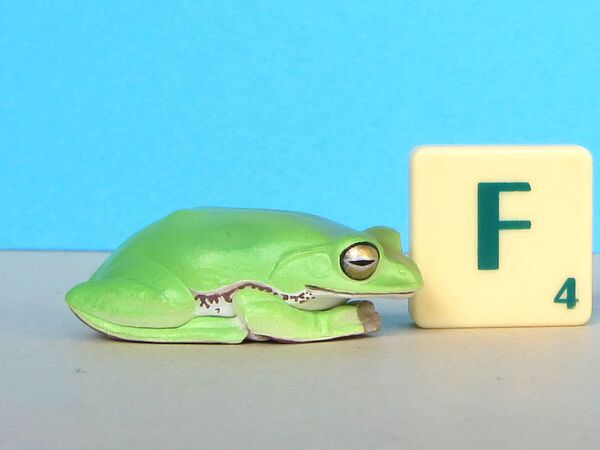 Kitan naturetechnicolor frogs2 schlegelstreefrog.JPG