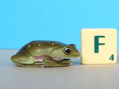 Nature Technicolor Schlegel's tree frog dark