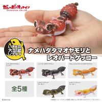 Knob-tailed and Leopard Geckos