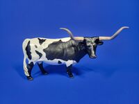 500272 Black and White Texas Longhorn Steer