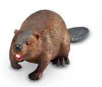 Beaver