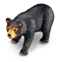 Black Bear