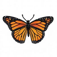 Lepidoptera thumb.jpg