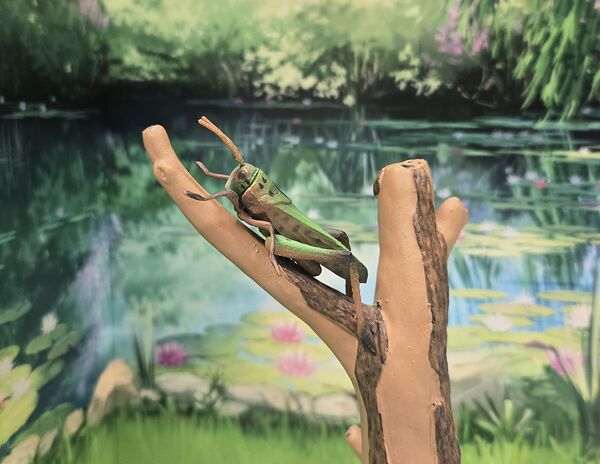 Locusta migratoria Furuta2.jpg