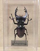Lucanus cervus cervus