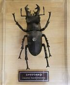 Lucanus maculifemoratus