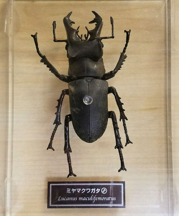 Lucanus maculifemoratus DeAgostini.jpg