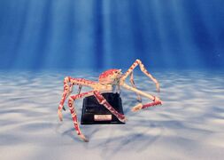 Kitan Club Osaka Aquarium Kaiyukan Japanese spider crab