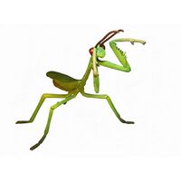 Mantodea thumb.jpg